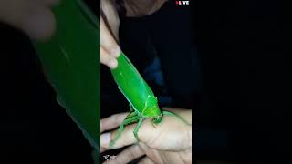 Giant Falseleaf Katydid [upl. by Brien]