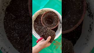 Potting Up Tip You Should Start Using gardeningtips pottingup repotting [upl. by Erinn79]