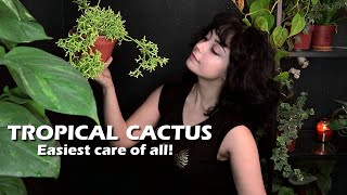 🌵 Rhipsalis Cereuscula Plant Care Guide 🪴 [upl. by Nosila215]