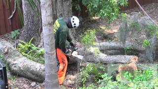 tree service tree work tree companies central florida winter park orlando [upl. by Meridith]