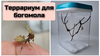 Террариум для богомола Phyllocrania paradoxa террариум богомол [upl. by Asirem]