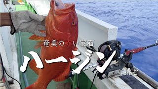 奄美の赤い宝石「ハージン」に挑む！喜界島の瀬物一本釣り [upl. by Lette]