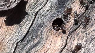 Cornfield Ants Formicidae Lasius alienus in Oak Log [upl. by Enelcaj]