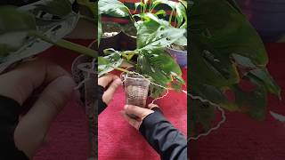 Monstera propagation hack with guaranteed results—100 success 🌿✨ [upl. by Tiphanie74]