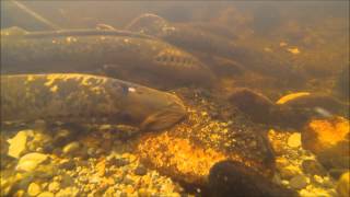 Sea Lamprey Spawning [upl. by Kone773]