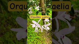 Conoce la bella floración de la orquídea Laelia y sus cuidados plantas flores cultivopasoapaso [upl. by Ailadi]