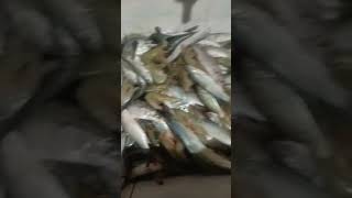 Seafoods shortvideo crabs [upl. by Aldrich]