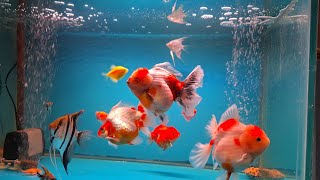 Goldfish Oranda Fancy [upl. by Adiari952]