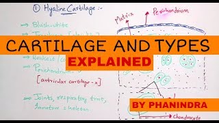 CARTILAGE  TYPES OF CARTILAGES  BY PHANINDRA GUPTA [upl. by Lemuelah204]