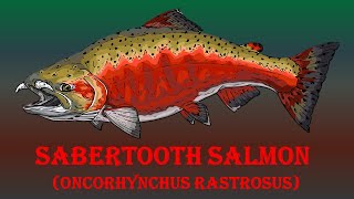 Sabertooth salmon Oncorhynchus rastrosus [upl. by Corey544]