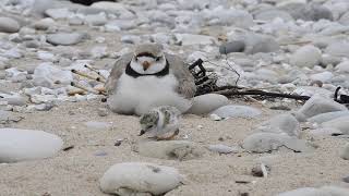 Great Lakes Piping Plover [upl. by Kyl292]