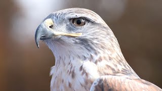 Hawk Sound  Hawk Sound Effects  Ferruginous Hawk Noises  Hawk Screech  Hawk Calls  No Music [upl. by Nylecsoj]