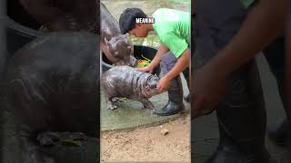 🦛Moo Deng Explained The Viral Cute Baby Hippo Meme shorts moodeng babyhippomeme [upl. by Orsay]