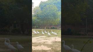 trendingsongviralvideoexplorealwaysbeforeverviralshortstrendingshortparktravelwithnature🦢🦢 [upl. by Zipporah]