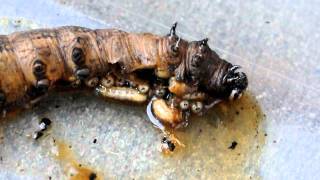 Tachinid maggots consume sphingid caterpillar 1 [upl. by Aicirtap]