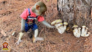 Monkey YiYi mistakenly picked poisonous mushrooms while camping with grandpa [upl. by Alfy732]