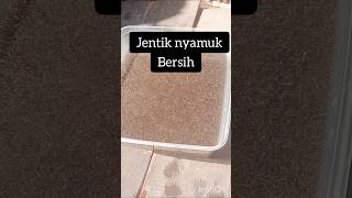 Jentik nyamuk sudah bersih siap di berikan ke ikan cupang bettakampung jentiknyamuk [upl. by Chrystel48]