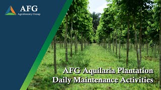 25 May 2021  Agroforestry Group  Aquilaria Plantation Daily Maintenance Activities [upl. by Tloh253]