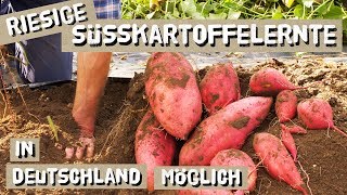 Warum sich der Süßkartoffelanbau auch in deinem Garten lohnt [upl. by Peltz]