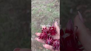 Back yard farm vlog [upl. by Essilrahc871]