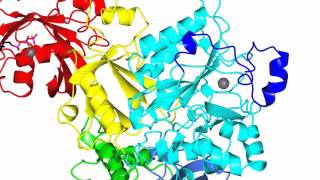 Phospholipase C beta activation Rac1 and Gqalpha [upl. by Ittocs]