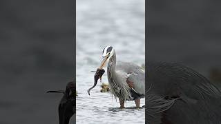 Great blue heron gets fish stuck on the end of its beak Will it be able to swallow it [upl. by Branch]