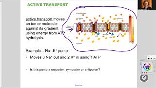 181 Ch5 Active Transport [upl. by Wein]