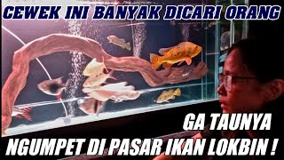 UPDATE CEK HARGA TERBARU IKAN HIAS PREDATOR TANKMATE TERMURAH TERLARIS GFISH EGA PASAR IKAN LOKBIN [upl. by Arella]