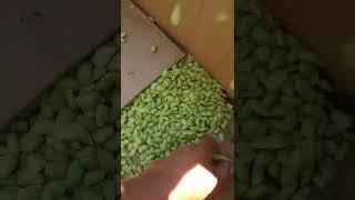 green bean shelling machine [upl. by Ahsinej]