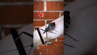 اذا رأيت هذه الحشرة اهرب بسرعة😲💀🏃‍♂️ [upl. by Pasia]