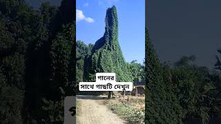 নাগর kotha coversong kothakoiyona dekha coke kheyalibanerjee cokestudiobanglas2 folk news [upl. by Kermit]