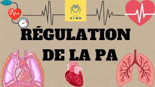 🩸🫀physiologie 2éme unité1  cour 4 🔺️La régulation de la pression artérielle 📚 [upl. by Swerdna]