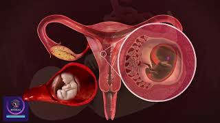 Pregnancy in First Trimester Pregnancy Weeks of First Trimester Fetus Development Week by Week [upl. by Pepito]