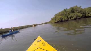 Guided Kayak EcoTour  Marine Discovery Center  New Smyrna Beach [upl. by Ffirahs]