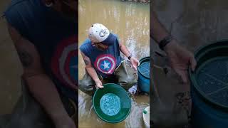 Bent Fork on it Live gold goldmining goldpanning goldprospecting [upl. by Birmingham]