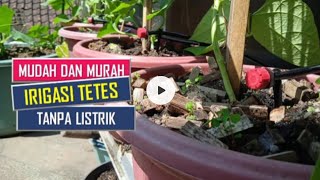 Suka berkebun di rumah tapi malas nyiram pasang irigasi tetes [upl. by Nnoj212]