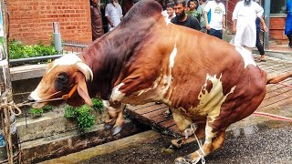 Biggest Angry PAKRA Bull Qurbani At Puran Dhaka • BIGGEST BULL QURBANI • Qurbani Goru • Cow Lovers [upl. by Cressler]