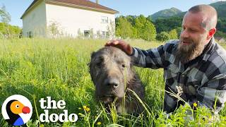 Scared Dirty Highway Dog Turns Out To Be Gentle Giant  The Dodo [upl. by Kleon529]