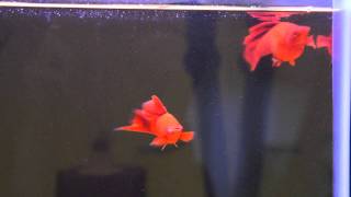 Adult Breeders Albino Hi Fin Blood Red Swordtails [upl. by Macrae755]