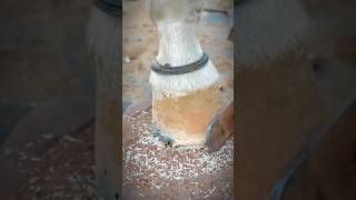 Horse Hoof Clean and Trimming 🧼❣️🙏 hoof farrierlife horse [upl. by Essilevi]