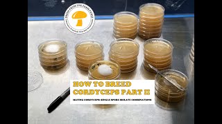 How to Breed Cordyceps Part 2 Combining single ascospore isolates [upl. by Slinkman]