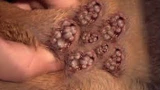 Remove maggot from dog skin  Mangoworms Removal 24 [upl. by Ynnep525]