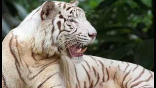 BIG Cats slideshow  quotBungle in the Junglequot Jethro Tull [upl. by Arakal]