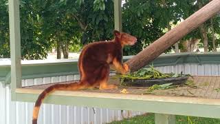 Wallaby Big blue bird and Cassowary at Adventure Park Port of Moresby [upl. by Warren]