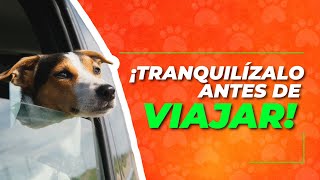 ¿Cómo TRANQUILIZAR un PERRO para VIAJAR🐶🚗💨¡10 tips✅ [upl. by Yelhsa]