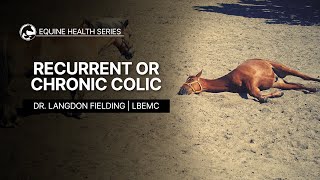 Recurrent or Chronic Colic in Horses [upl. by Xel]