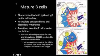 Immunology B cell maturation [upl. by Garrett]