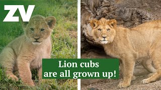 Lion cubs are all grown up [upl. by Ottinger]