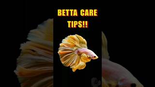 How to Care for Betta Fish Beginner’s Guide to a Thriving Bettaquot [upl. by Arras225]