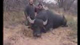 Water buffalo hunting in Argentina Caceria bufalo de agua [upl. by Nnaynaffit]